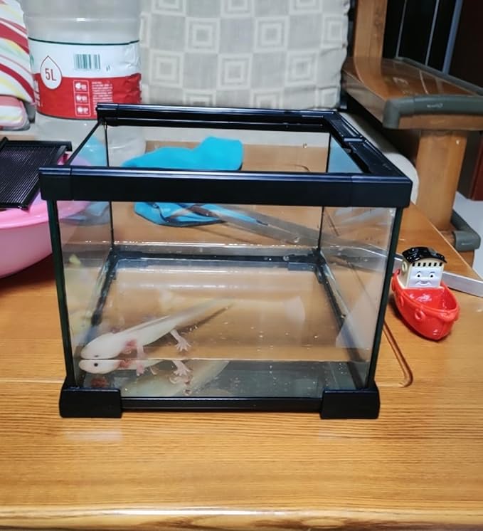 AWXZOM Mini Reptile Glass Terrarium Tank, cage for Tarantula Sling Geckos, Frog, Lizards, Chameleons,Turtles Snake Snail Insect Hermit Crab Isopods Reptiles Enclosure (7.9x7.9x5.7inch)