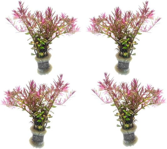 SubstrateSource Live Aquarium Red Stem Plants - Freshwater Aquatic Plant for Fish Tanks, Aquascaping - (Rotala Blood, 4 Bunches)