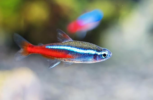 15 Neon Tetra (Paracheirodon innesi) Freshwater Aquarium Fish Live (Approx. Size 1.5 cm) (1-2cm, 15, Count)