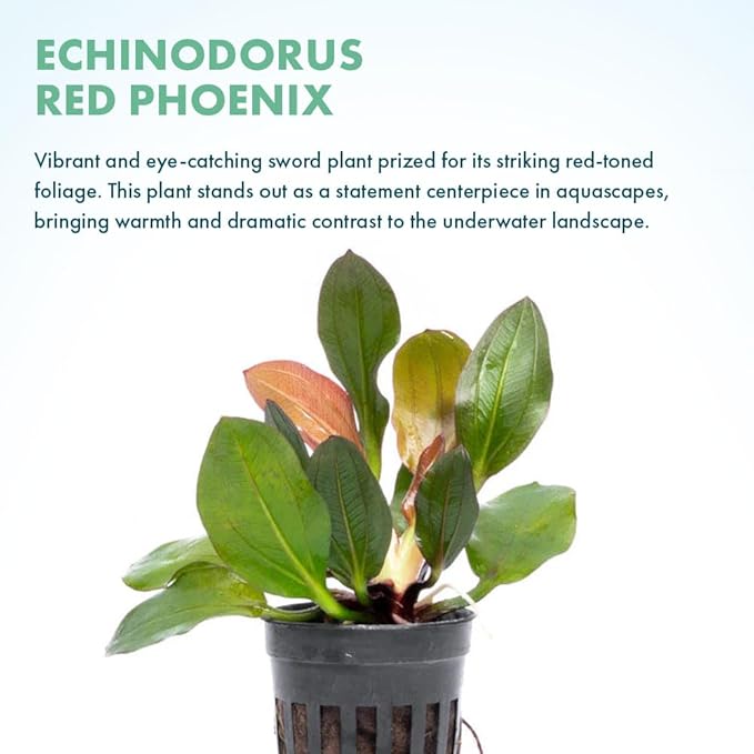 SubstrateSource Live Plants - Echinodorus ‘Red Phoenix’ (Echinodorus sp.) - Medium to High Light, Red Green, Midground to Background Placement, Freshwater Aquascaping Aquatic Plant - Pot