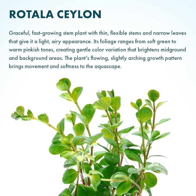 SubstrateSource Live Aquarium Stem Plants - Freshwater Aquatic Plant for Fish Tanks, Aquascaping - (Rotala Ceylon, 1 Bunch)