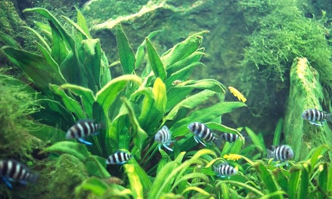 Marcus Fish Tanks - Amazon Sword Echinodorus Bleheri Easy Live Aquarium Plants for Aquatic Freshwater Fish Tank Buy 2 GET 1