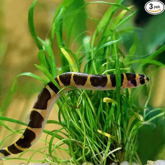 Swimming Creatures™ 3 Kuhli Loach (Pangio kuhlii) – Freshwater Tropical Aquarium Fish Live (Size Approx. 3-4")