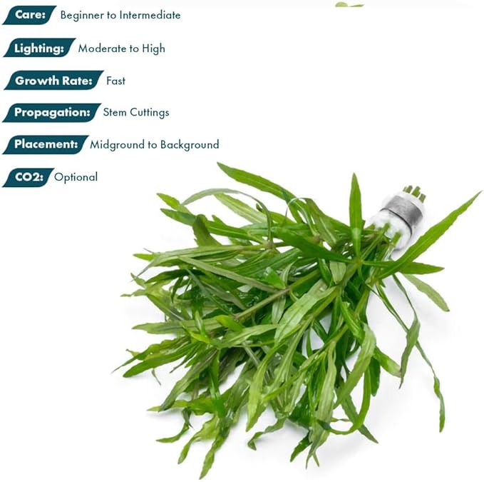 SubstrateSource Live Aquarium Stem Plants - Pogostemon Stellatus Octopus Live Aquarium Plant - Natural Aquatic Freshwater Fish Tank Plants (1)