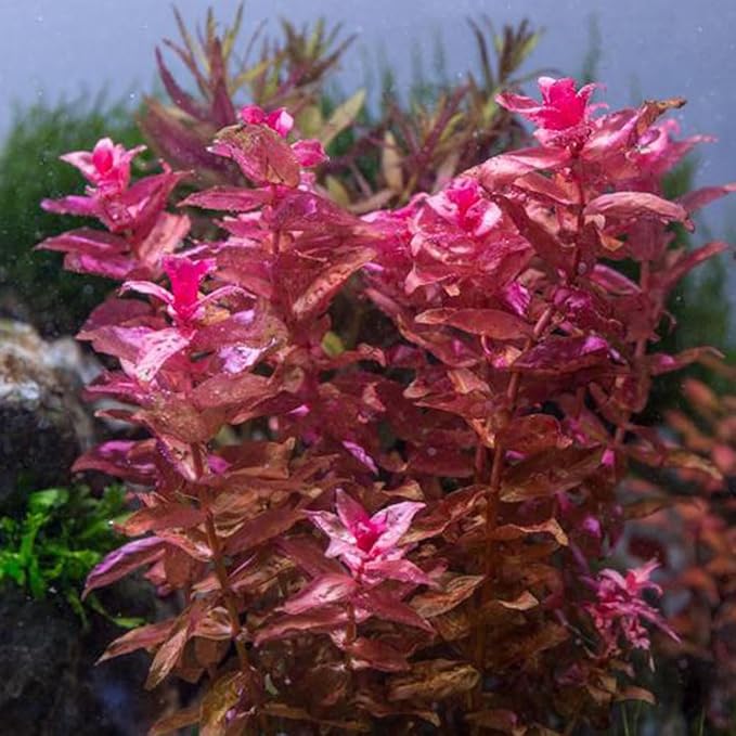 SubstrateSource Live Aquarium Red Stem Plants - Freshwater Aquatic Plant for Fish Tanks, Aquascaping - (Rotala Rotundifolia, 1 Bunch)