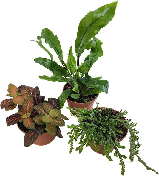 Josh's Frogs Tarantula Vivarium Bioactive Plant Kit (8x8x8 Terrarium)