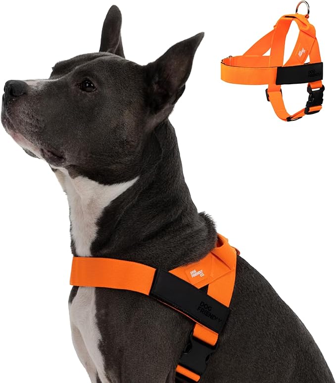Dog Friendly Co. Dog Harness for Medium Sized Dogs (Hi-Vis Orange, Medium) | One Click Buckle, Chafe Resistant Webbing, Adjustable Neck & Chest, and Heavy Duty D-Ring, Sturdy Comfortable and Easy to Use