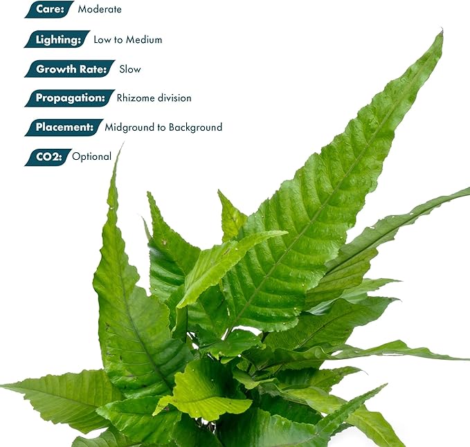 SubstrateSource Live Plants - El Niño Fern (Bolbitis heteroclita) - Midground to Background Epiphytic Rhizome for Low to Medium Light Aquascapes - Dark Green, Slow-Growing Accent - Pot