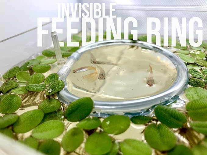 40+ Riccia Water Spangles Live Aquarium Floating Plant (Ricciocarpos Natans) by Aquarigram (Plants + Invisible Feeding Ring (See Video))