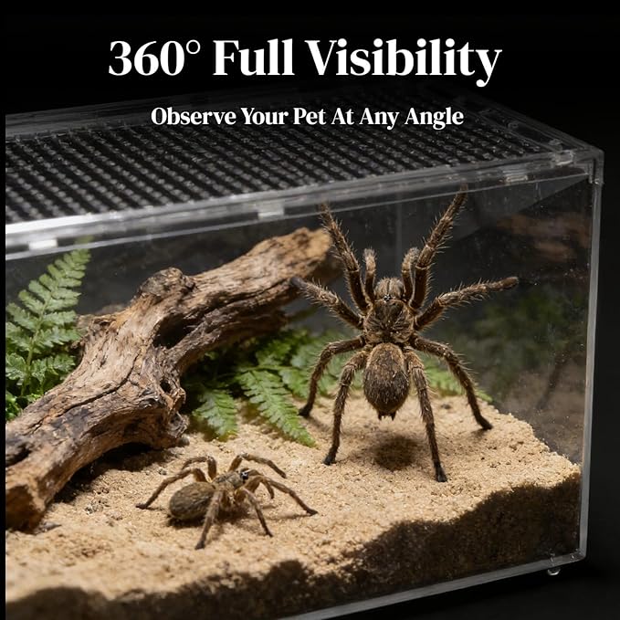 8x6x4 Inch Terrarium with Magnetic Top Sliding Lid, Clear View Critter Keeper & Spider Enclosure, Jumping Spider/Tarantula Habitat, Hermit Crab Tank, Tadpole to Frog Kit