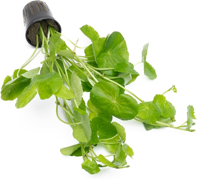 SubstrateSource Live Plants – Brazilian Pennywort (Hydrocotyle leucocephala) – Low to Medium Light, Bright Green Accent, Midground to Background Aquarium Placement, Stem Growth – Pot, 1 Pack