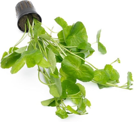 SubstrateSource Live Plants – Brazilian Pennywort (Hydrocotyle leucocephala) – Low to Medium Light, Bright Green Accent, Midground to Background Aquarium Placement, Stem Growth – Pot, 1 Pack