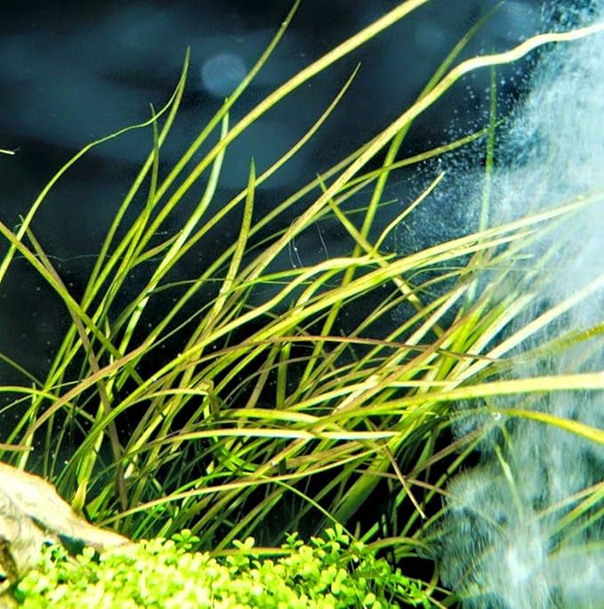 Greenpro | Cryptocoryne Tonkinensis Freshwater Live Aquarium Plants Tissue Culture for Fish Tank Decoration