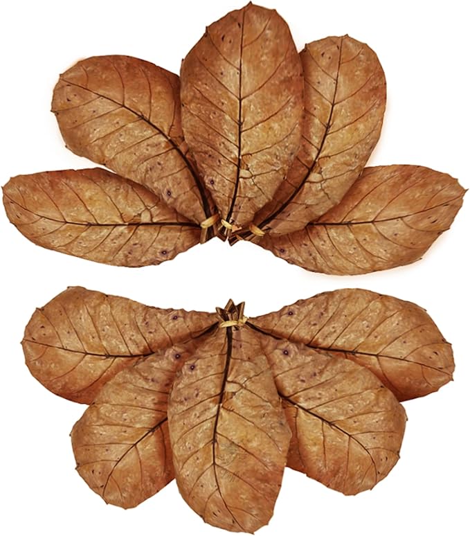 SunGrow 10 Pack Hermit Crab Large Catappa Indian Almond Leaves, Tarantula Dried Leaves for Spawning, Source of Cellulose and Nutrition for Isopods and Crickets, Create Humid Vivarium Habitat, 8”