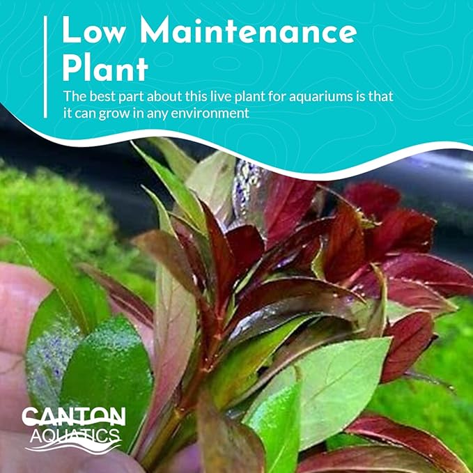 Live Aquarium Ludwigia Repens Plants - Great Background for Fish - Long Lasting & Easy to Maintain - Suitable for Summer & Winter - Natural Oxygenator - Bunch - Dark Red