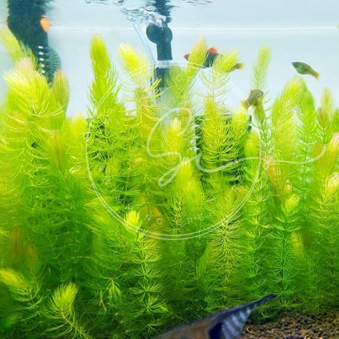 Swimming Creatures™ Live Aquarium Plants (1 Large Bunch Hornwort)