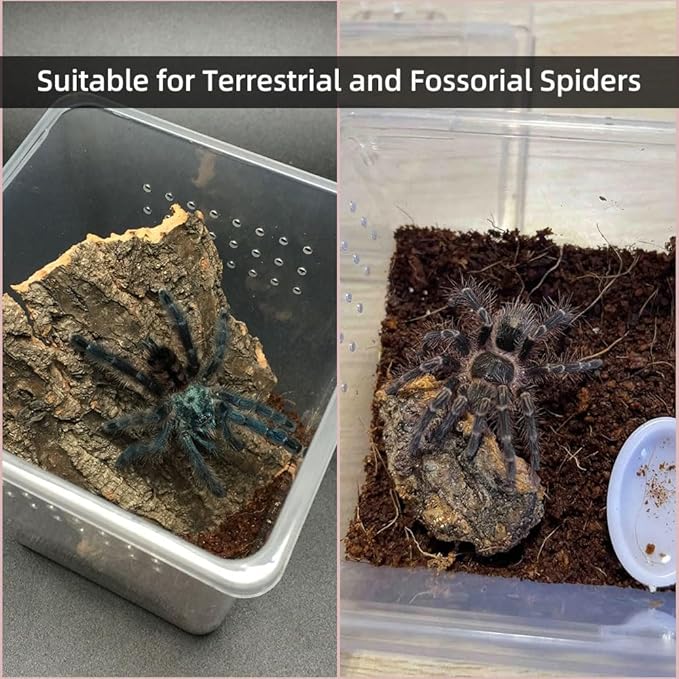 5 Pcs Spider Terrariums Breeding Box, Tall Insect Hatching Container Plastic Feeding Box for Arboreal Small Reptiles Jumping Spider Scorpion Centipede Insect