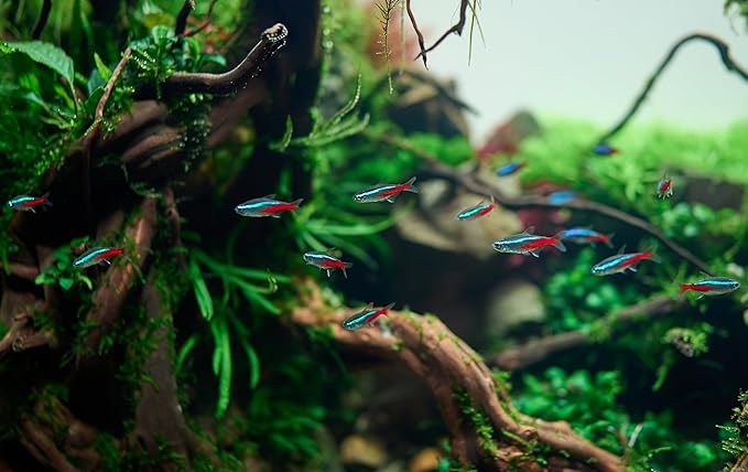 6 Neon Tetra (Paracheirodon innesi) Freshwater Aquarium Fish Live (Approx. Size 1.5 cm) (1-2cm, 6, Count)