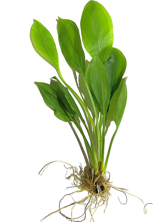 Marcus Fish Tanks - Amazon Sword Echinodorus Bleheri Easy Live Aquarium Plants for Aquatic Freshwater Fish Tank Buy 2 GET 1
