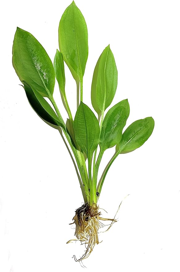 Marcus Fish Tanks - Amazon Sword Echinodorus Bleheri Easy Live Aquarium Plants for Aquatic Freshwater Fish Tank Buy 2 GET 1