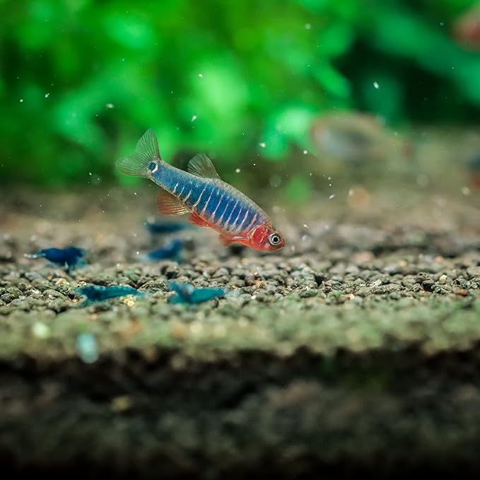 Neat&Tidy Emerald Dwarf Rasbora (Pack of 8 Fish) - Aquarium Exotic Freshwater Live Fish