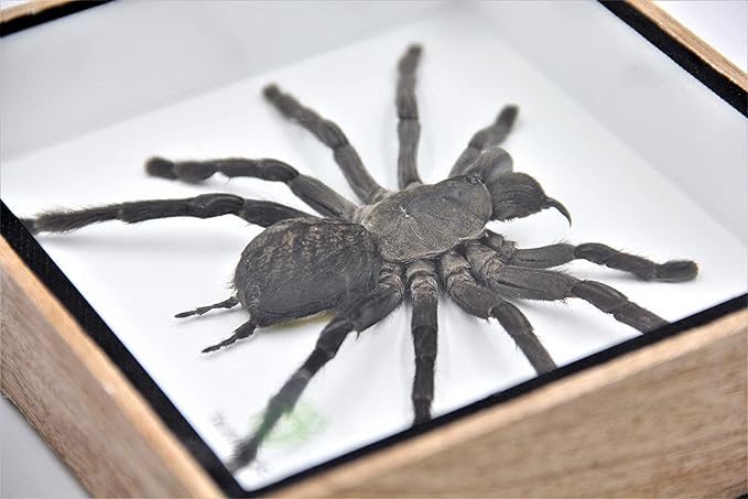Real Giant Tarantula EURYPEIMA SPINCRUS Spider Taxidermy Boxed Display