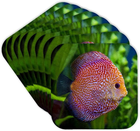 3dRose Super Pigeon Snakeskin Discus, Tropical Freshwater Fish. Set of 8 Coasters - Cork