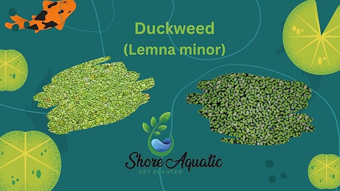 Ultimate Floating Plant Bundle - Duckweed, Red Root Floaters, Salvinia - Aquarium Enthusiasts’ Dream Collection