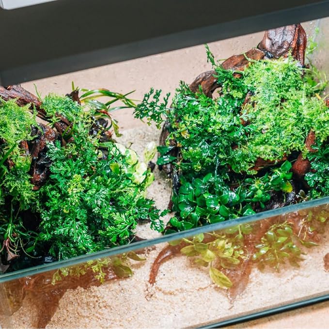 SubstrateSource Mini Bolbitis Baby Leaf - Live Aquarium Plant for Fish Tank Decorations (1 Pot)