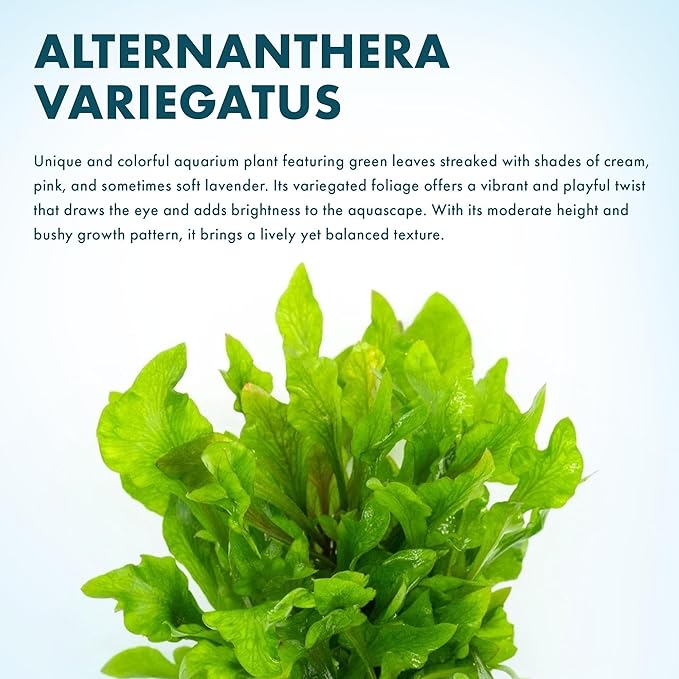 SubstrateSource Live Aquarium Stem Plants - Freshwater Aquatic Plant for Fish Tanks, Aquascaping - (Alternanthera Reineckii Variegatus, 4 Bunches)