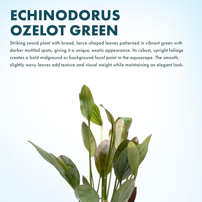 SubstrateSource Echinodorus Ozelot Green Sword Live Plant for Freshwater Aquariums, Natural Fish Tank Decorations, and Aquatic Decor (1 Pot (2-3 Plants))