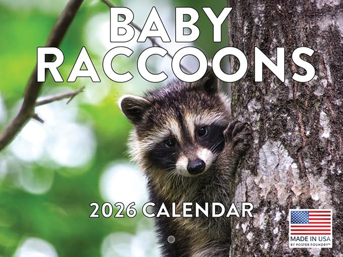 Baby Raccoon Calendar 2026 Wall 12 Month Raccoons Gifts For Racoon Lovers Women Men Monthly Calender | American Made In The USA