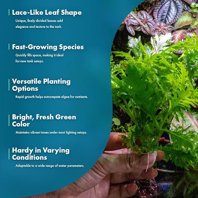 SubstrateSource Live Aquarium Stem Plants - Freshwater Aquatic Plant for Fish Tanks, Aquascaping - (Water Wisteria Hygrophila Difformis, 1 Bunch)