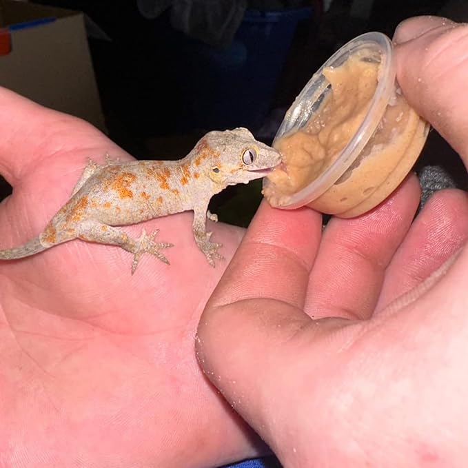 TOPZEA 500 Pack Gecko Food and Water Cups, 0.5 oz Small Plastic Gecko Feeding Dish Reptile Feeder Water Bowls for Lizard Crested Gecko Tarantula and Small Pets, Reptile Accessories