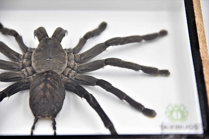 Real Giant Tarantula EURYPEIMA SPINCRUS Spider Taxidermy Boxed Display