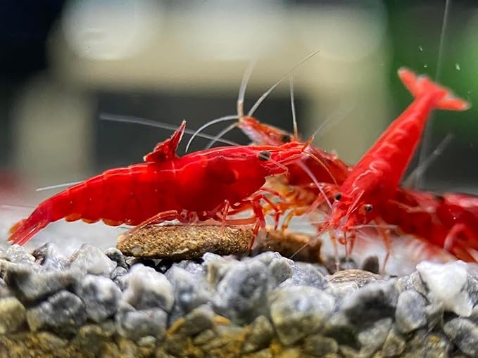 Fire Red Premium High-Grade Neocaridina Freshwater Aquarium Shrimp, Live Arrival Guarantee, 15+ Live Shrimp
