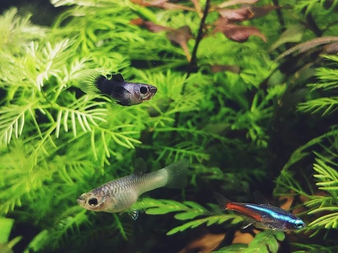 Aquatic Foods Inc. Live Bearer Ultra Red Color Enhancing 1.5mm-2mm Floating Pellets. Color Enhancing in 10-Days for Swordtails, Platies, All Live Bearers…1/2-lb Bag
