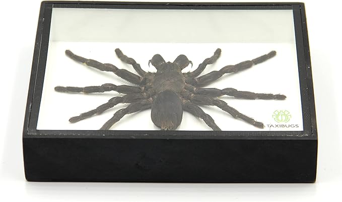 Real Giant Bird Eating Tarantula EURYPEIMA SPINCRUS Spider Taxidermy Transparent Boxed Display (Black Wooden Box)