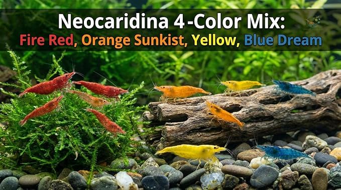 9 Red – 9 Blue - 9 Orange -9 Yellow Color Neocaridina Rainbow Live Freshwater Aquarium Shrimps for Aquarium. Young Adults Beeding Age. Live Arrival Guarantee (Pack of 36)