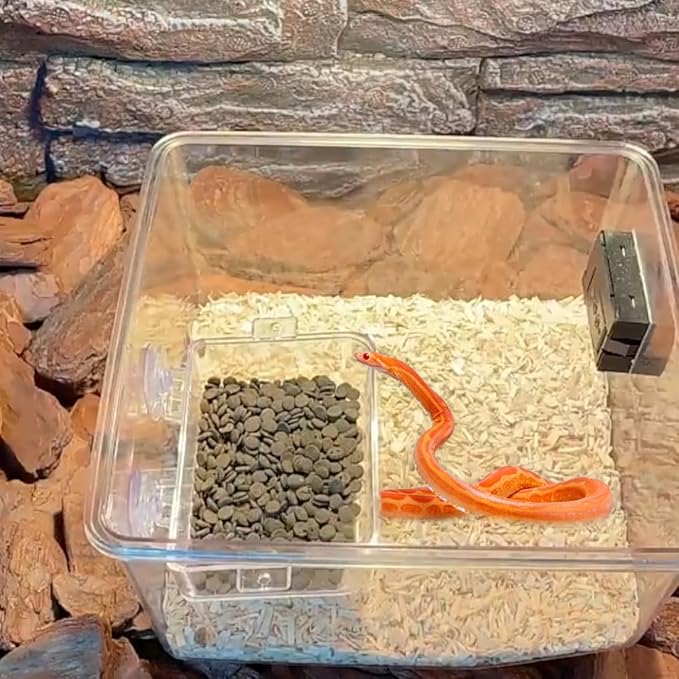 Reptile Feeder Chameleon Bowl 2 Pcs Anti-Escape Food Dish Bowl with Suction Cup for Chameleon Iguana Lizard Reptile Food and Water Feeding (White, M)