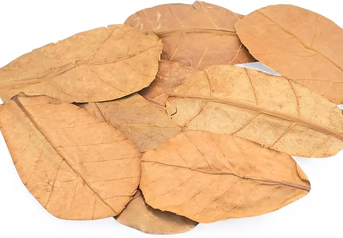 Leaf Litter for Isopods Vivarium Indian Almond Leaves , Tarantulas, Spiders, Crickets Millipedes & Reptiles – 80pcs Natural 4" Dried Catappa Leaves for Bioactive Terrariums,Aquariums & Habitat