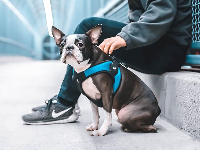 Gooby Escape Free Easy Fit Dog Harness, Step-in, Turquoise, Medium | Patented escape-free frame; Contracts if they back out; Step-in easy on/off; Machine washable; Light POM leash ring
