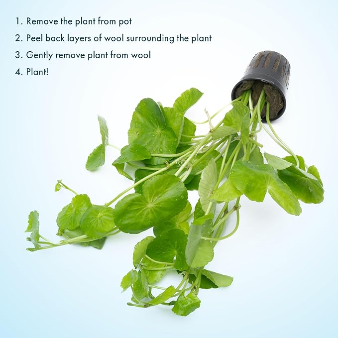SubstrateSource Live Plants – Brazilian Pennywort (Hydrocotyle leucocephala) – Low to Medium Light, Bright Green Accent, Midground to Background Aquarium Placement, Stem Growth – Pot, 1 Pack