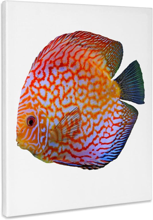 3dRose King Of The Aquarium Discus Fish Image Wildlife Museum Grade Canvas Wrap 8x10
