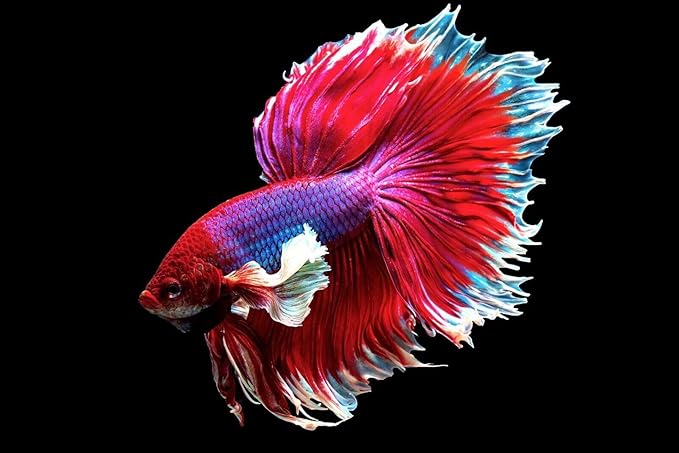 Aquatic Foods Inc. 1mm - 1/32" Floating Pellets for Bettas, Siamese Fighting Fish, Guppies, Tetras, Live Bearers, Baby Koi, All Smaller Tropical and Pond Fish...WL 8oz Sm Jar