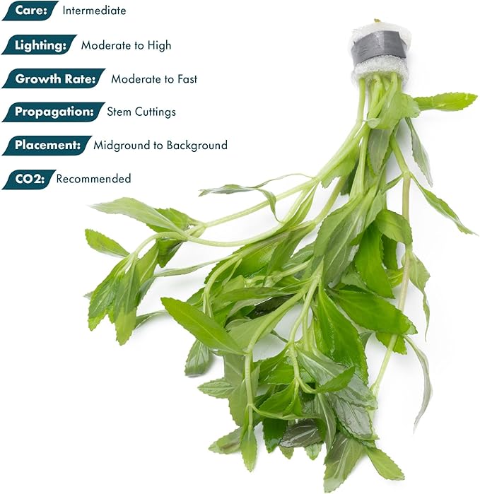 SubstrateSource Live Aquarium Stem Plants - Freshwater Aquatic Plant for Fish Tanks, Aquascaping - (Limnophila Belem, 1 Bunch)