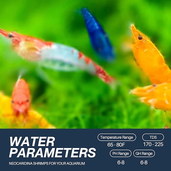 100 + Mixed Color Neocaridina Live Freshwater Aquarium Shrimps for Aquarium Beeding Age Young Adults 1/2-1 inch Long. Live Arrival Guarantee.
