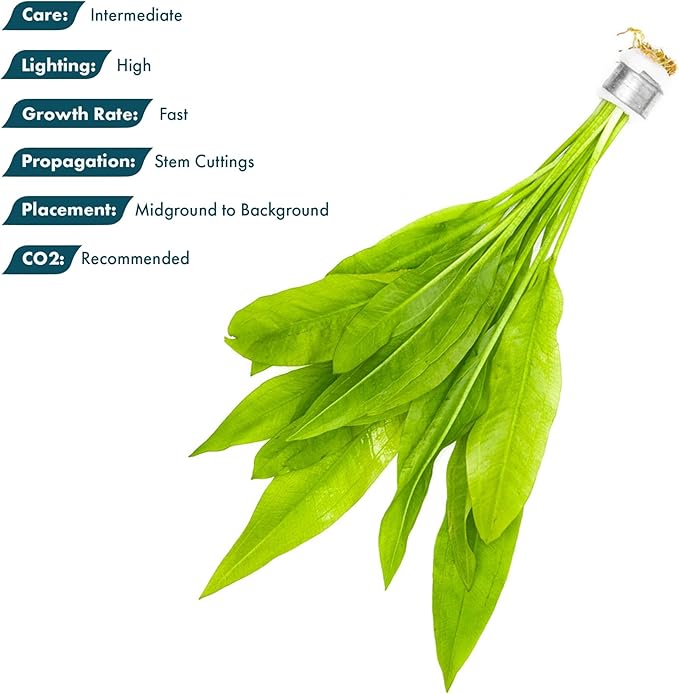 SubstrateSource Live Plant - Amazon Sword (Echinodorus Bleheri) - Beginner Friendly, Easy Care, Medium Light, Midground to Background Placement - Freshwater Aquarium Decoration - 1 Bunch (4-5 Plants)
