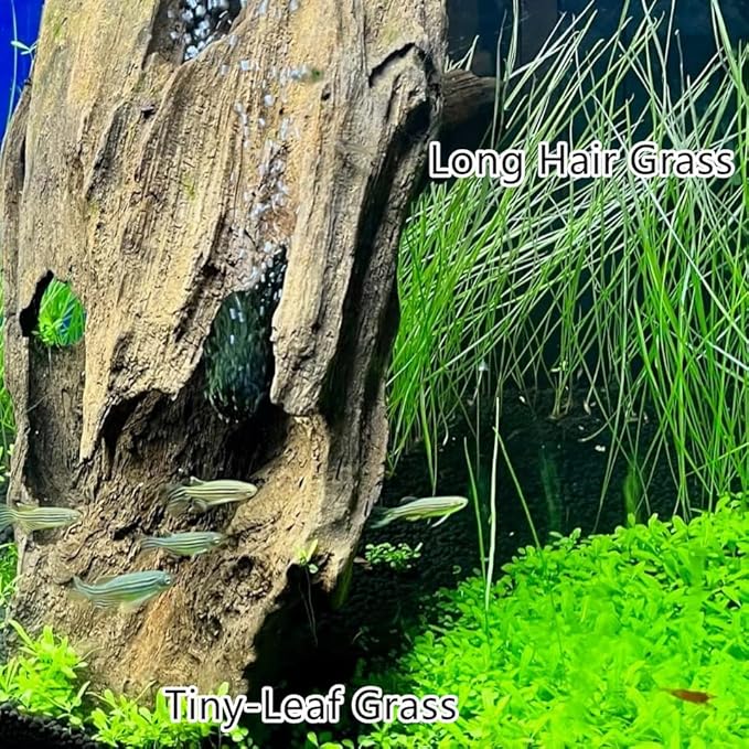4 in 1 Aquarium Plant S.e.e.ds, no Artificial Plastic Plant, Live Grass for Fish Tank, fit All Substrate (0.36ozTiny+0.36oz Long+0.36oz Short+0.36oz Big Dual) ZQV-003