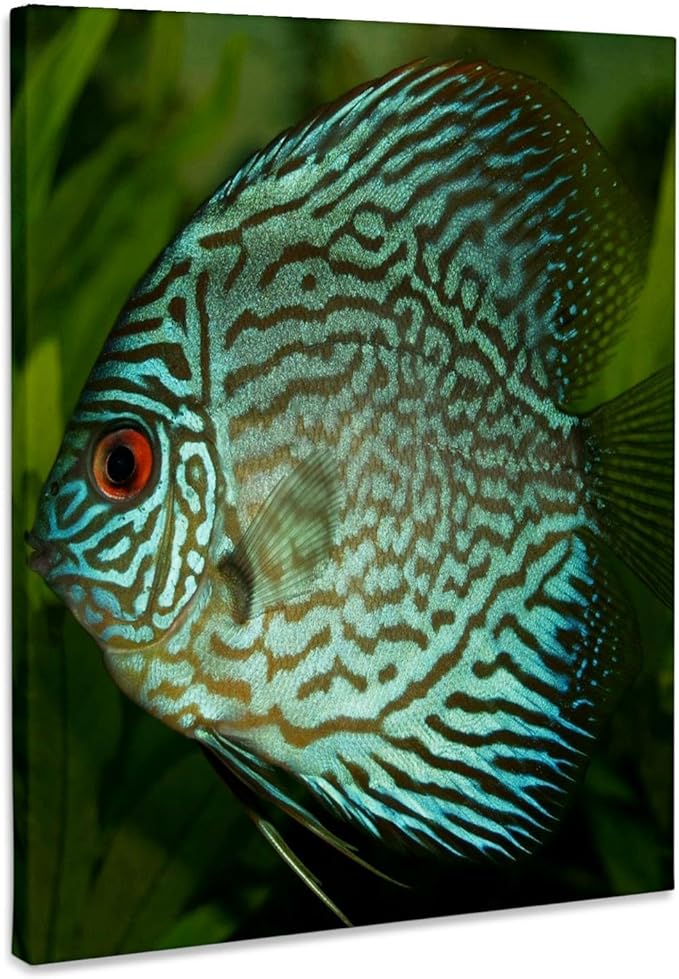 3dRose Blue Exotic Discus Fish Museum Grade Canvas Wrap 8x10